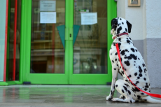 Wetenschappelijk bewijs: honden helpen eigenaar in nood