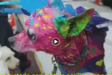 Ophef over geschilderde hond voor "dag der doden"