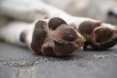 Oorzaak zieke honden in Noorwegen nog onbekend