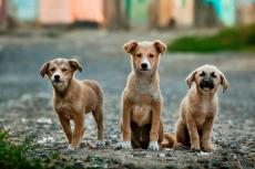 Britse Kennelclub overweegt registratie van kruisingen