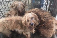 Puppymill met 700 honden aangetroffen