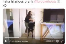 Steeds vaker "leuke"mishandeling honden op instagram en youtube