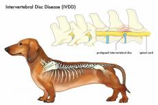 Meer darmproblemen bij honden met IVDD