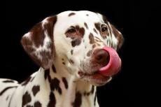 Onderzoek naar effect van voedingssupplement bij honden