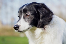 Veelbelovend onderzoek naar eenmalig middel bij chronische pijn bij honden