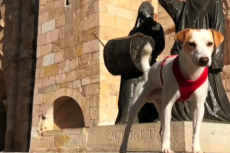 Spaanse hond brengt toerisme-mogelijkheden honden in kaart