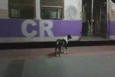 Hond wacht elke avond op baasje op station