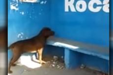Hond staart dagenlang naar blauwe muur