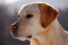 Slecht sperma bij Engelse honden ook menselijk probleem